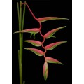 Heliconia Hanging - Sexy Pink 